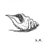 一文物語365 挿絵 貝殻