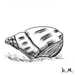 一文物語365 挿絵 貝殻