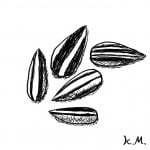 一文物語365 挿絵 ひまわりの種