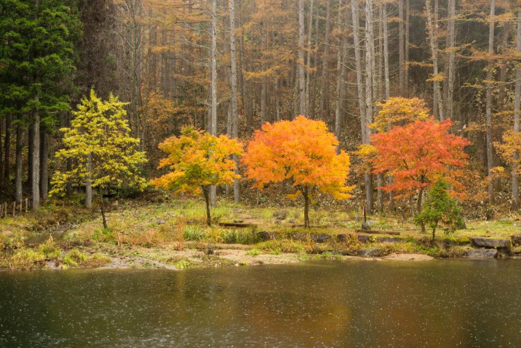せせらぎ街道の四季の郷の紅葉