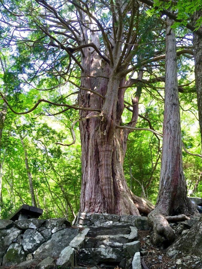 奥多摩の倉沢のヒノキ
