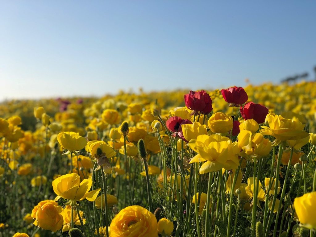 チューリップの花畑