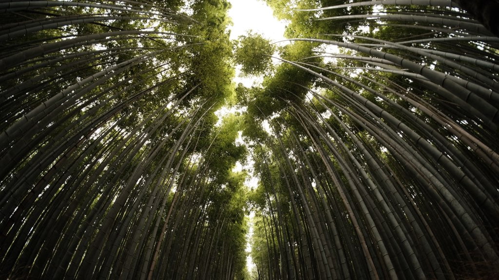 竹やぶの空の道