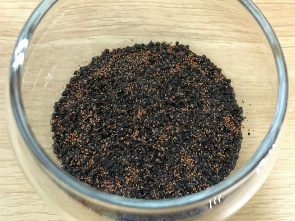育てる水草キットで、種を蒔いたところ