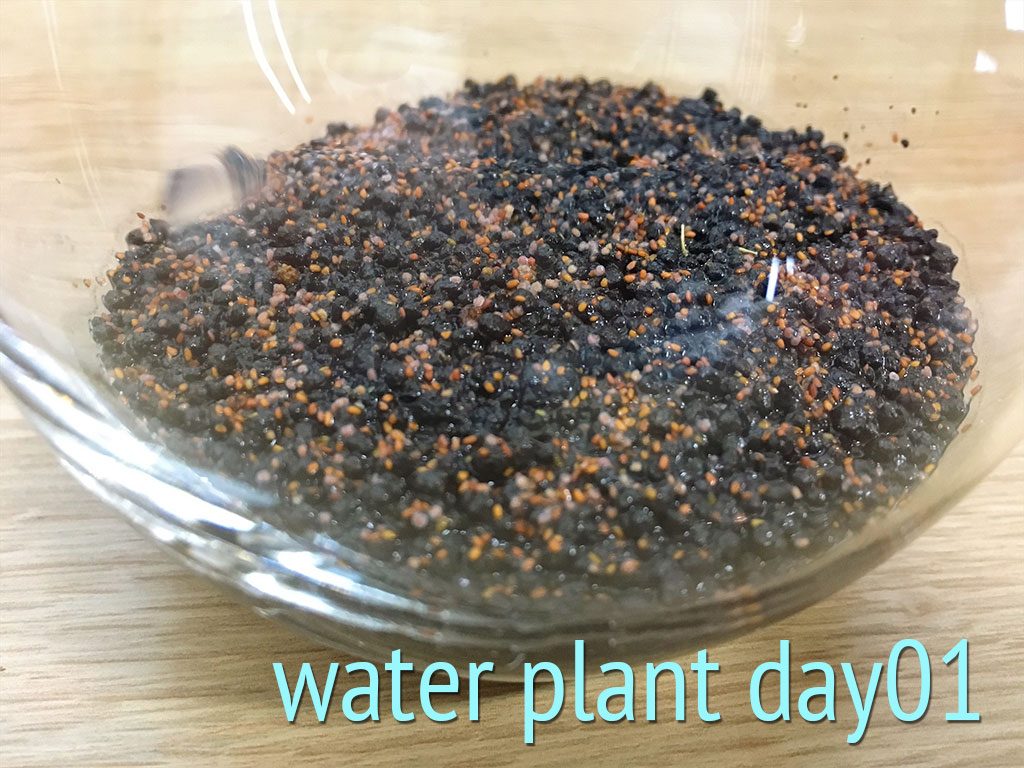 育てる水草キットで、種を蒔いたところ1日目